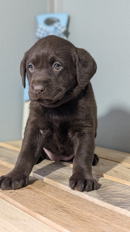 LABRADOR RETRIEVER (JAN 18) FEMALES