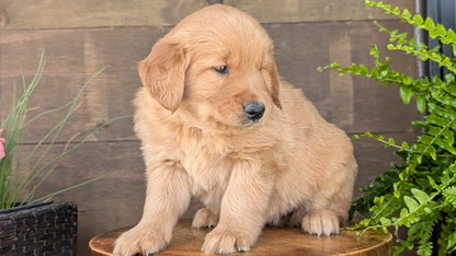 GOLDEN RETRIEVER (MAR 27) MALES