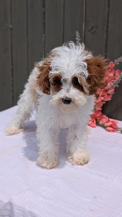 CAVAPOO (MAY 09) FEMALE