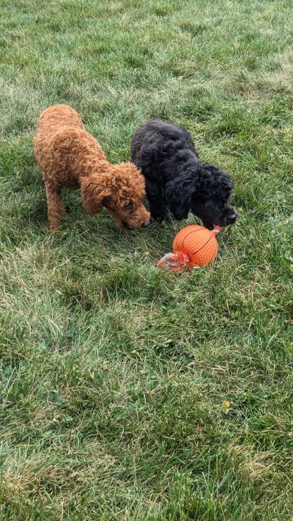 SHIH-POO (11/02) FEMALE