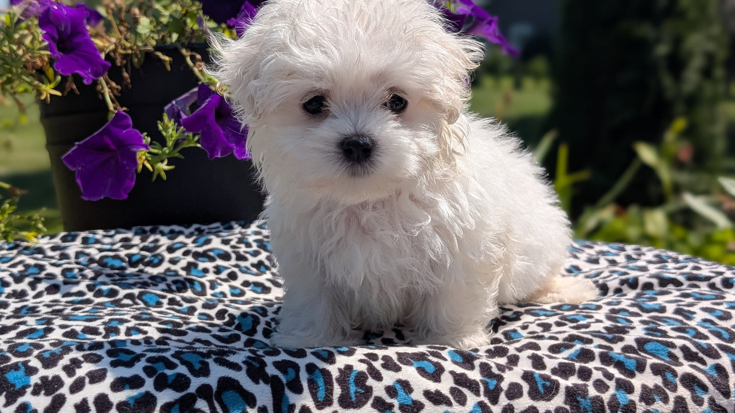 MALTESE (JUN 13) FEMALES