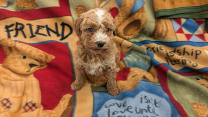 MINI POODLE (09/27) FEMALE