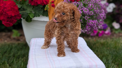TOY POODLE (JUN 15) FEMALE