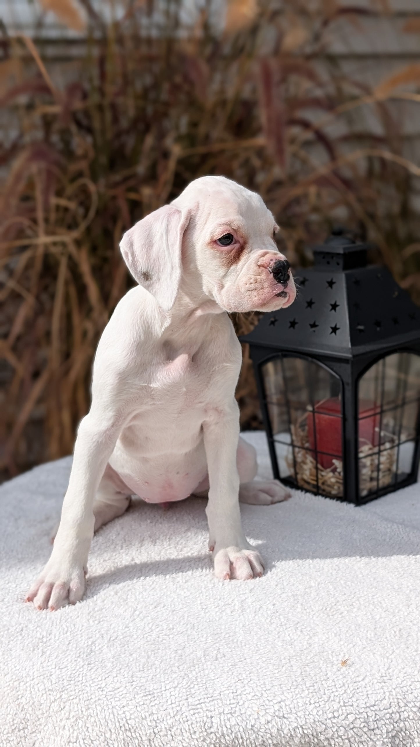 BOXER (08/20) FEMALE