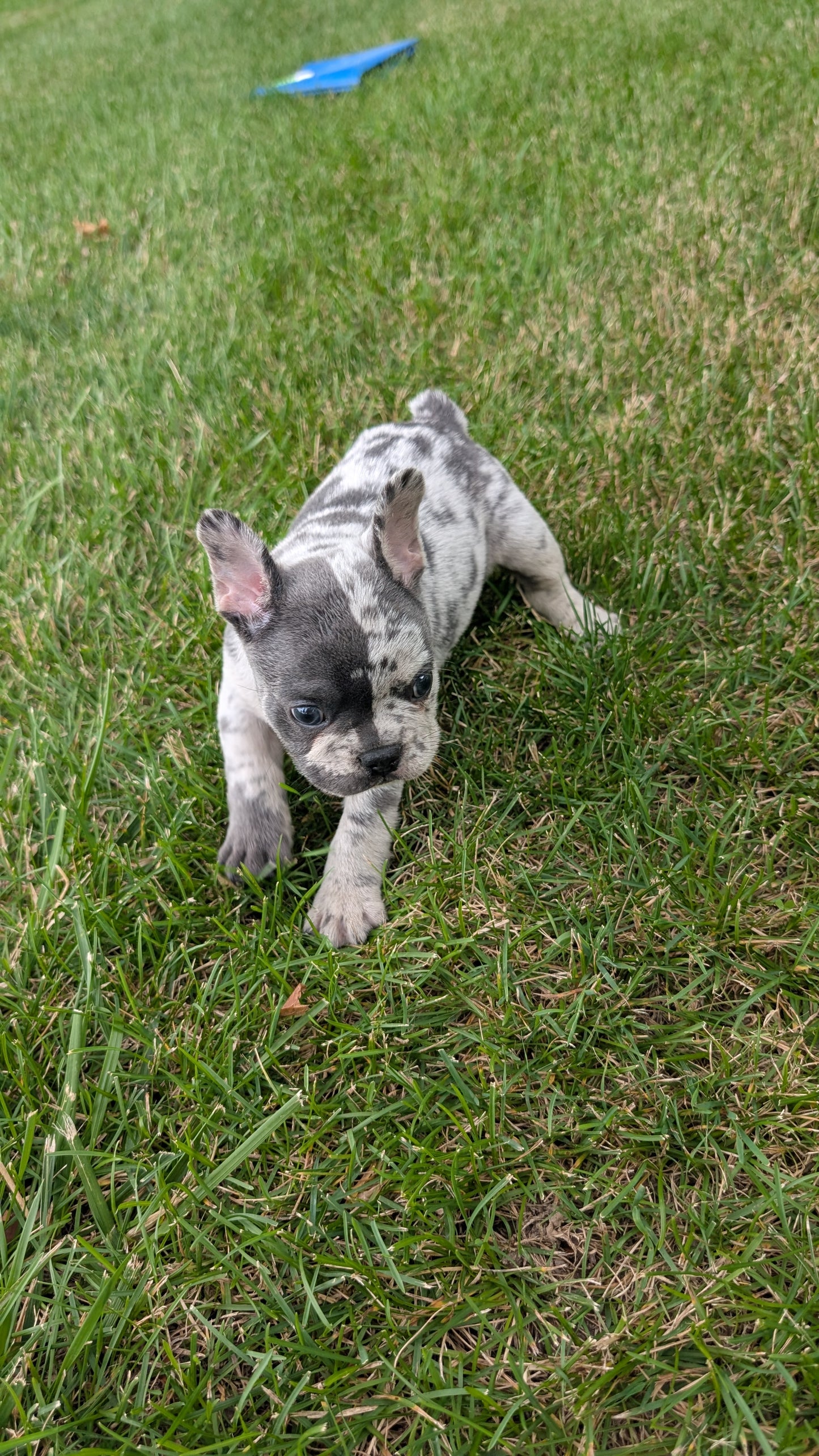 FRENCH BULLDOG (05/20) MALE
