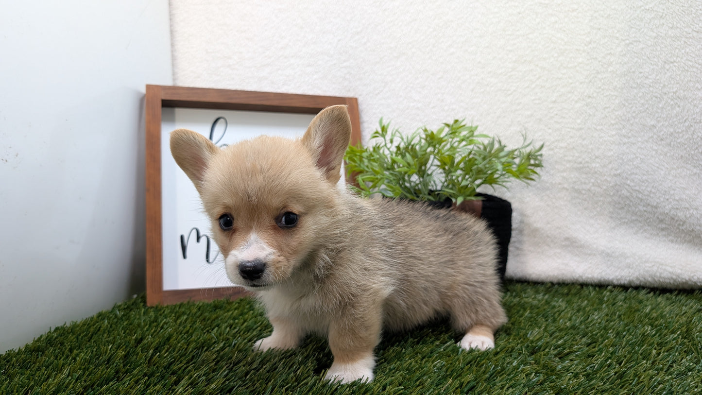 CORGI (07/10) MALE