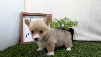 CORGI (07/10) MALE