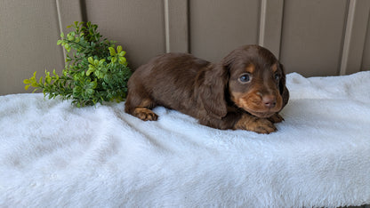 MINI DACHSHUND (02/21) MALE