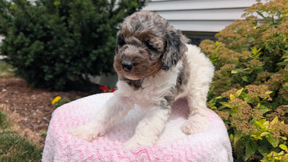 MINI POODLE (06/07) FEMALE