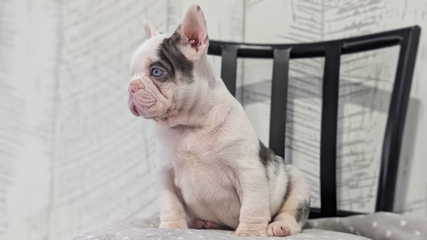 FRENCH BULLDOG (NOV 18) MALE