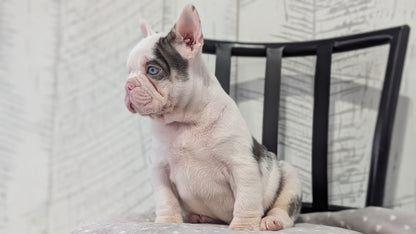 FRENCH BULLDOG (NOV 18) MALE