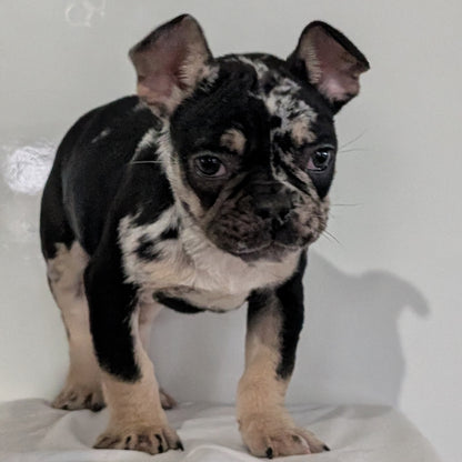 FRENCH BULLDOG (JAN 20) MALE