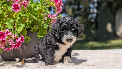 MINI BERNEDOODLE (06/11) FEMALE