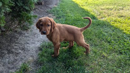 IRISH SETTER (07/20) FEMALE