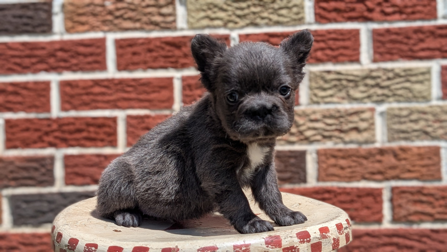 FRENCH BULLDOG (MAR 09) FEMALES