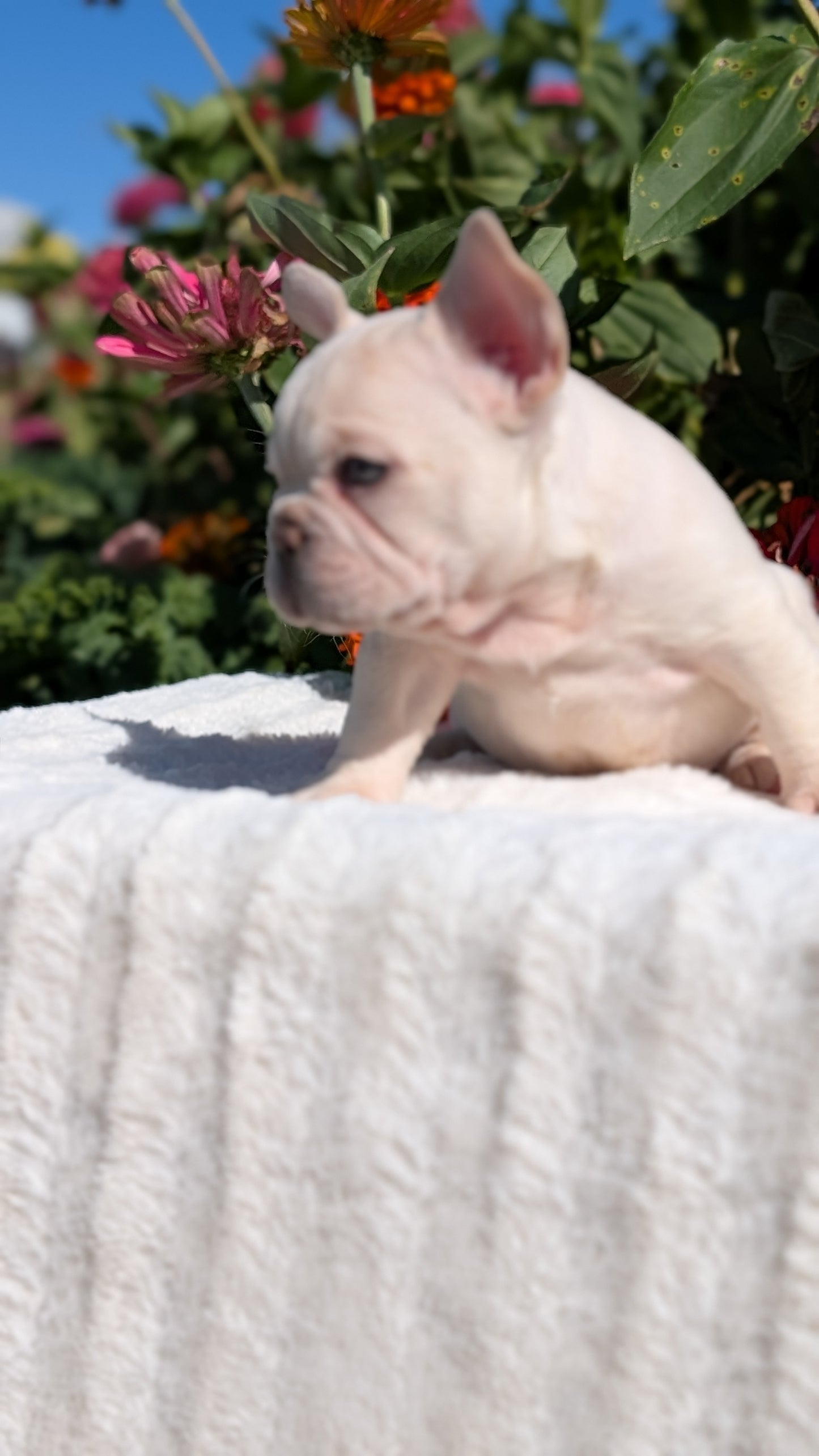 FRENCH BULLDOG (07/08) MALE