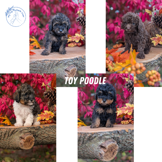 TOY POODLE (09/10) MALE