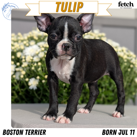 BOSTON TERRIER (JUL 11) 4 FEMALES/4 MALES