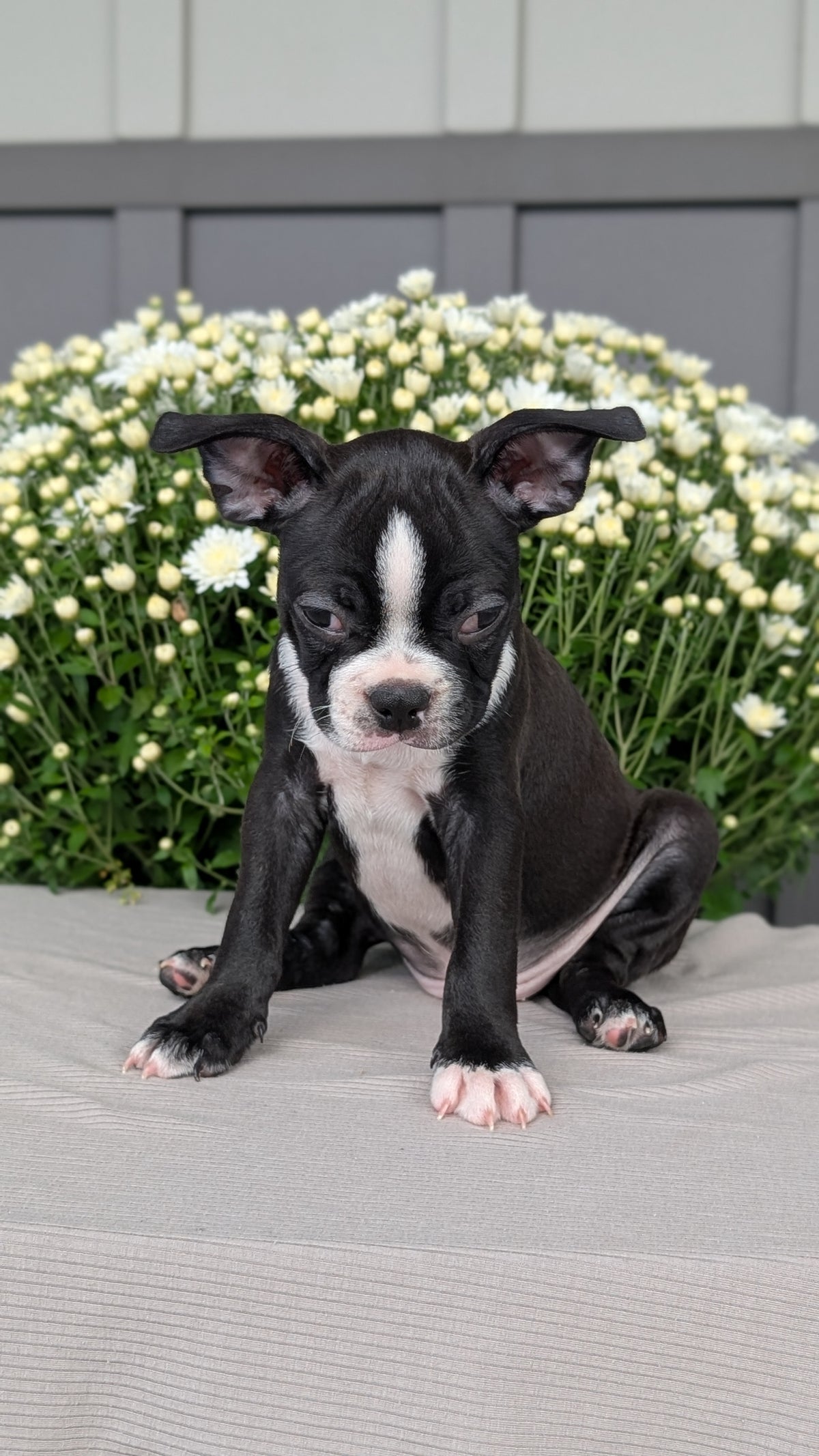 BOSTON TERRIER (JUL 11) 4 FEMALES/4 MALES