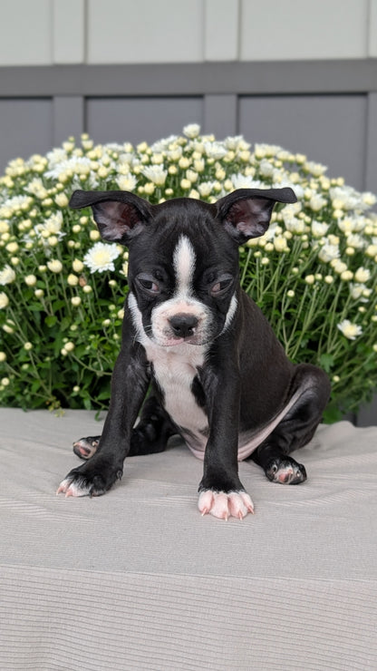 BOSTON TERRIER (JUL 11) 4 FEMALES/4 MALES
