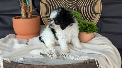 COCKAPOO (MAY 22) FEMALES