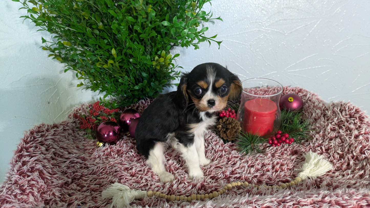 CAVALIER (10/15) FEMALE