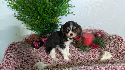 CAVALIER (10/15) FEMALE