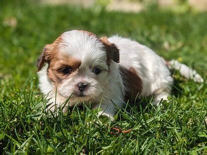 SHIH TZU (03/17) FEMALE