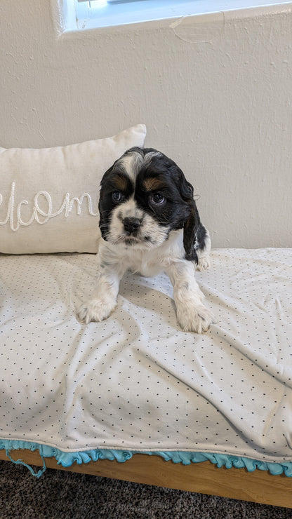COCKER SPANIEL (02/14) FEMALE