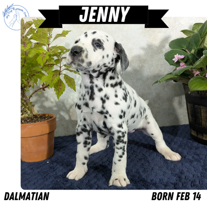 DALMATIAN (02/14) FEMALE