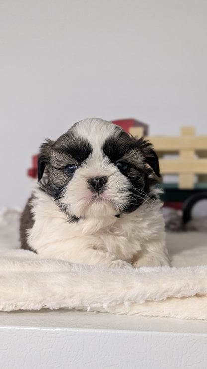 SHIH TZU (DEC 03) MALES
