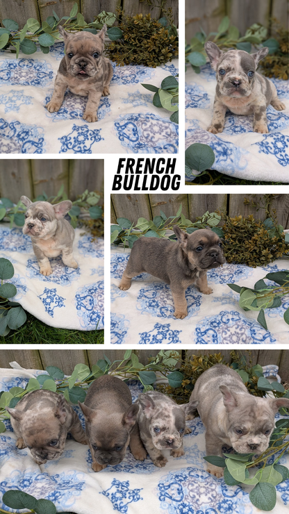 FRENCH BULLDOG (03/04) MALE