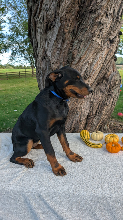 ROTTWEILER (05/28) FEMALE