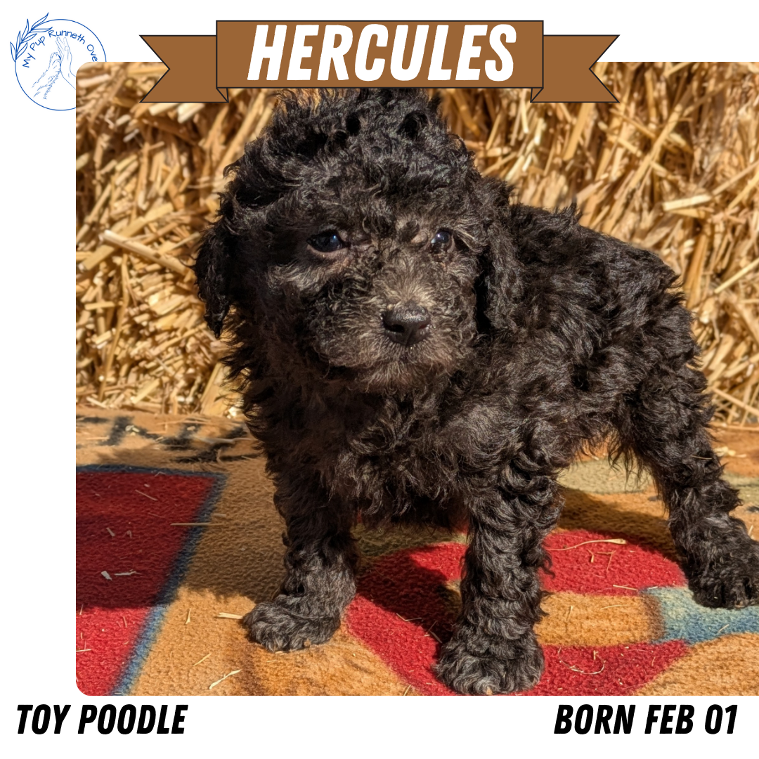 TOY POODLE (02/01) MALE