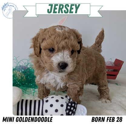 MINI GOLDENDOODLE (02/28) FEMALE
