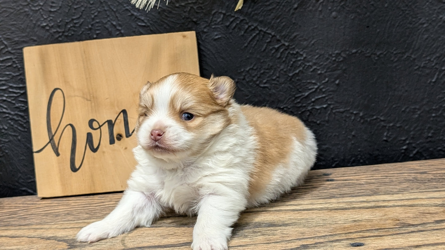 POMERANIAN (NOV 23) MALE