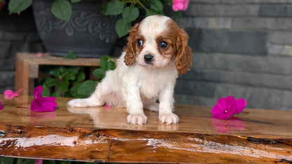 CAVALIER (JUL 29) 3 FEMALES