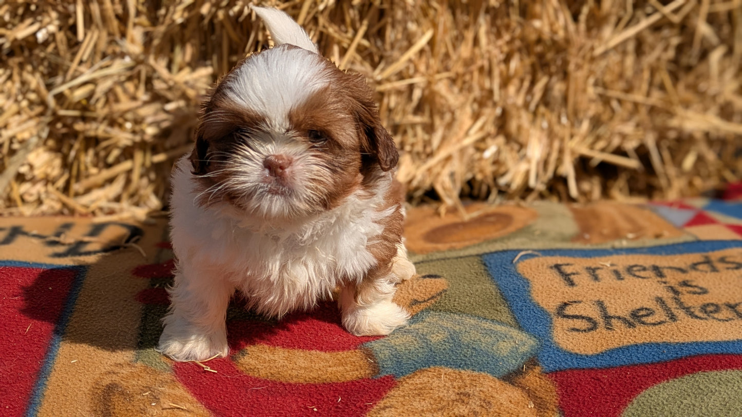 SHIH TZU (02/01) MALE