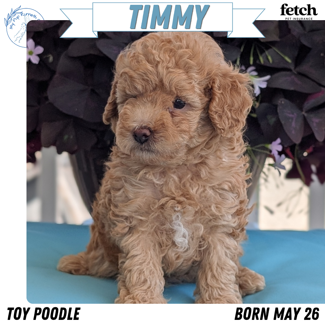 TOY POODLE (MAY 26) MALES