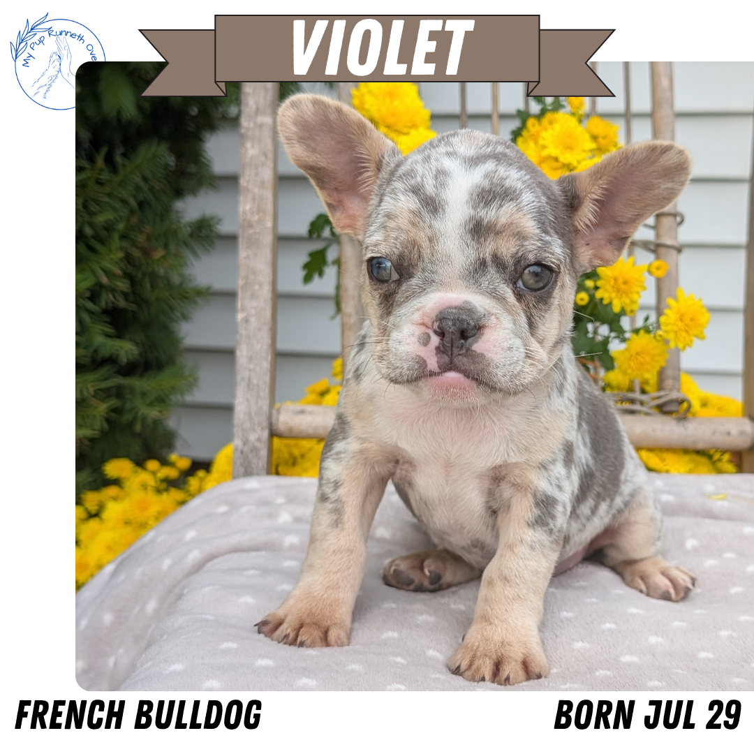 FRENCH BULLDOG (07/29) FEMALE