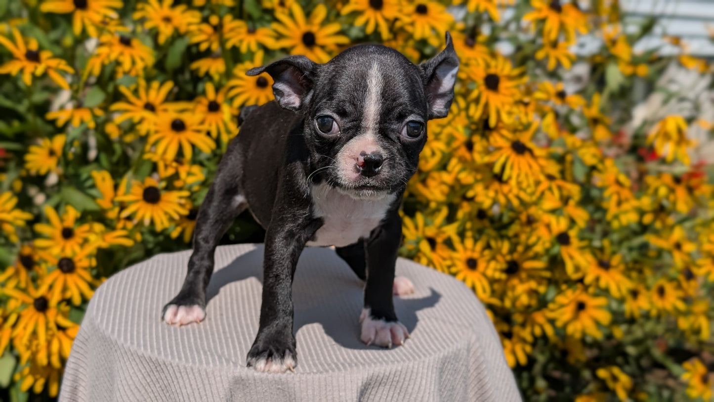 BOSTON TERRIER (JUL 11) 4 FEMALES/4 MALES