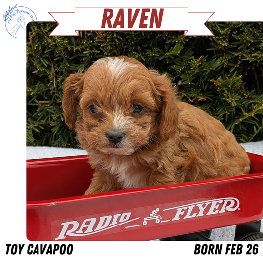 TOY CAVAPOO (02/26) FEMALE