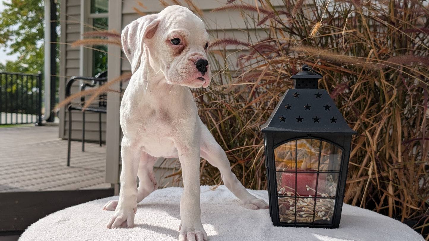 BOXER (08/20) FEMALE