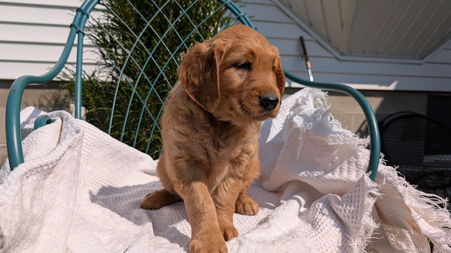 GOLDEN RETRIEVER (07/24) FEMALE