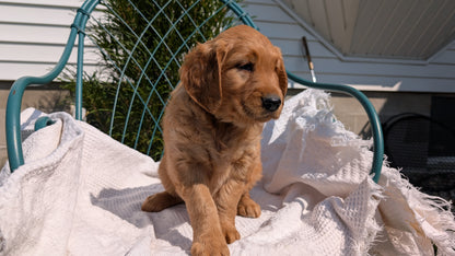 GOLDEN RETRIEVER (07/24) FEMALE