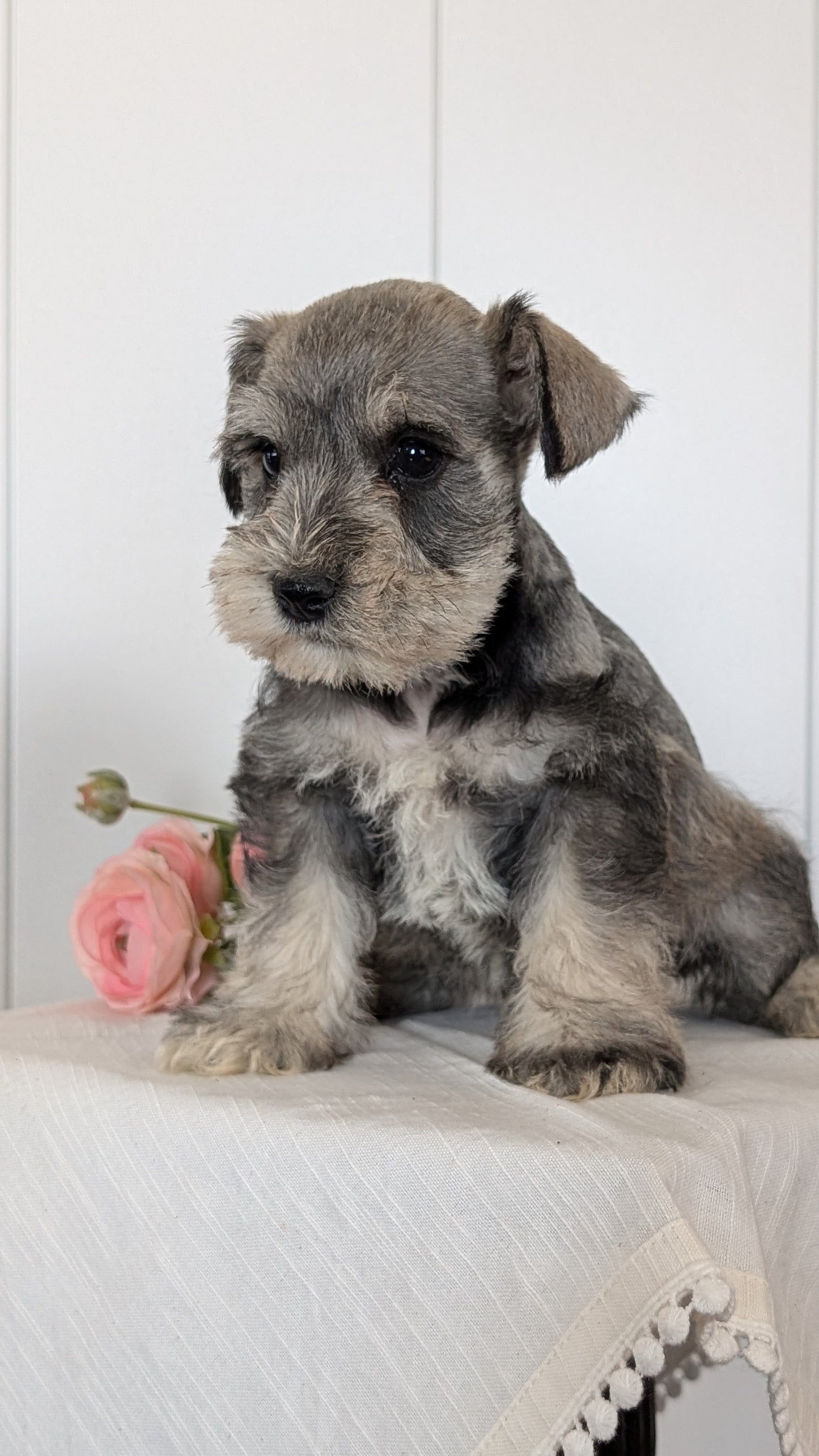 MINI SCHNAUZER (JAN 14) MALES