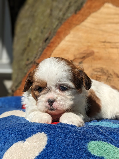 SHIH TZU (03/17) FEMALE