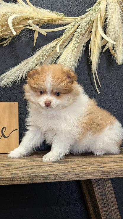 POMERANIAN (NOV 23) MALE