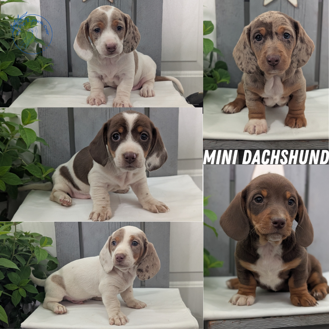 MINI DACHSHUND (MAR 23) MALES