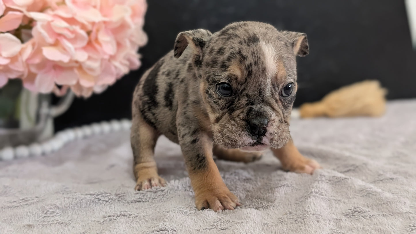 ENGLISH BULLDOG (FEB 09) FEMALES